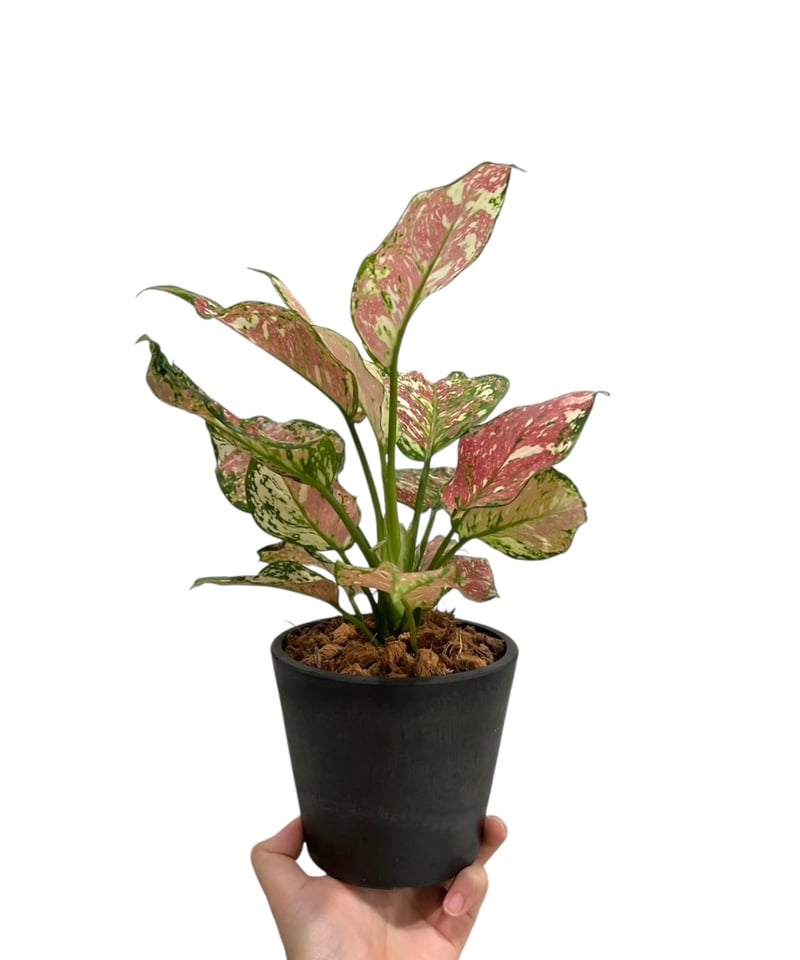 アグラオネマ アンヤマニー トリカラー「Aglaonema Unyamanee Tricolo