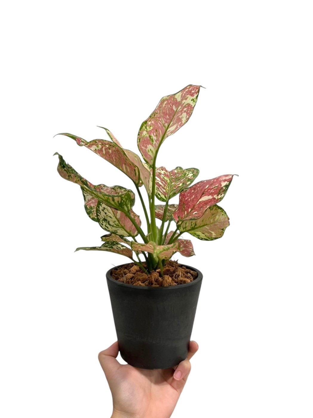 アグラオネマ アンヤマニー トリカラー「Aglaonema Unyamanee Tricolo