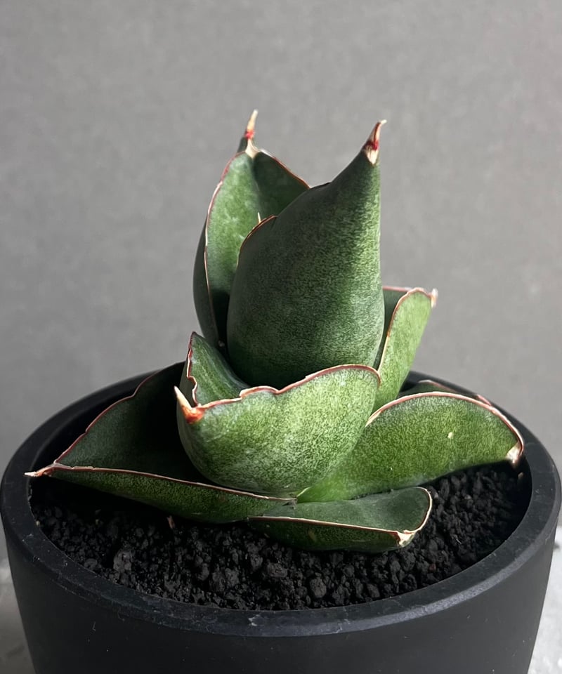 サンセベリア オペラ ハウス 「Sansevieria Opera House 」96A |
