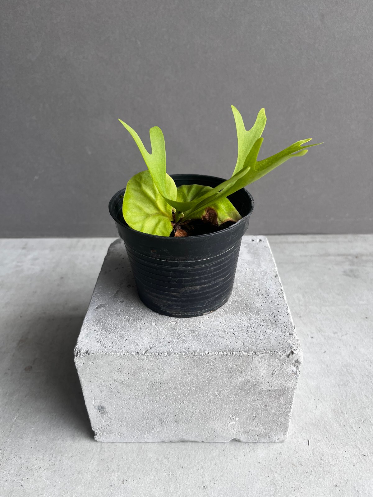 ビカクシダ　P. ridleyi Pakarang Sporeling#2 ☆ P. ridleyi 'dwarf Silvery' sporeling 成長早いです😄 #0の