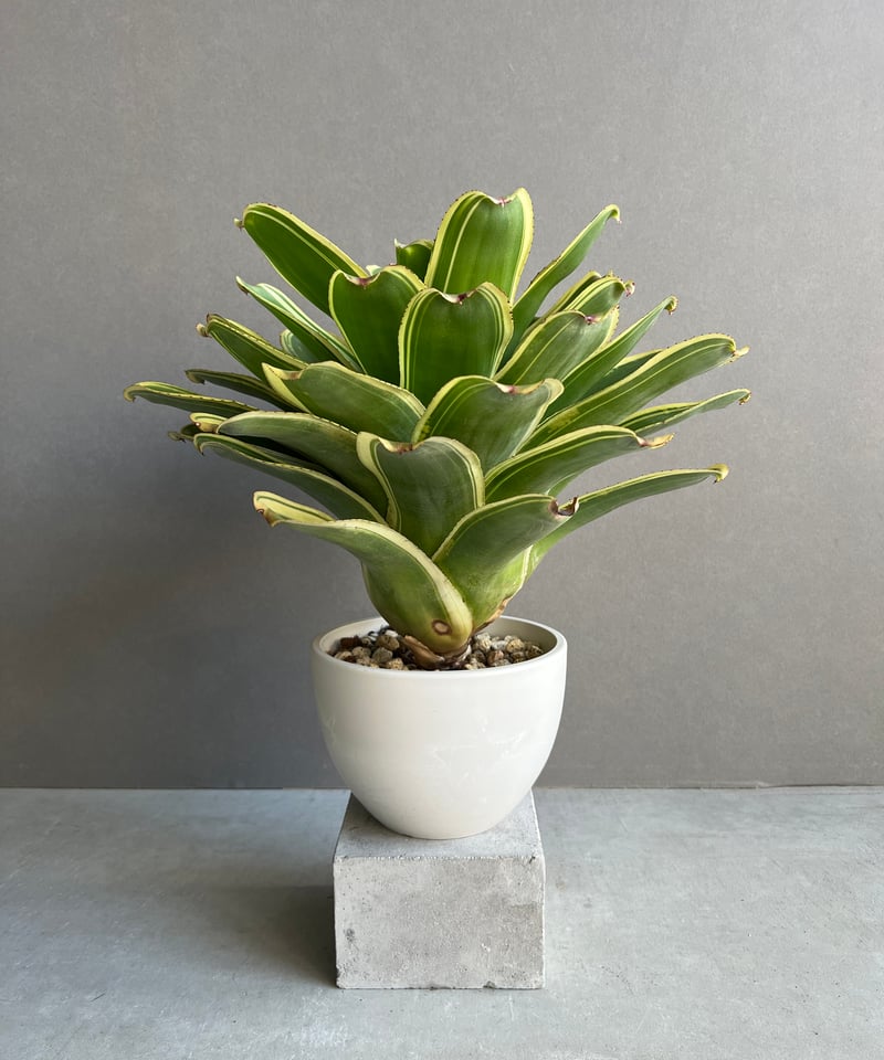 ネオレゲリア ノーマン・ベイツ Neo. Norman Bates 若苗 Neoregelia