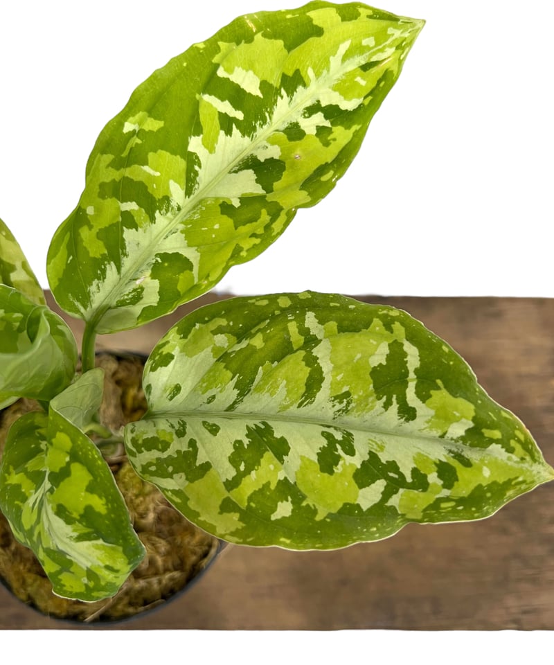 アグラオネマ ピクタム トリカラー「Aglaonema pictum tricolor」70K