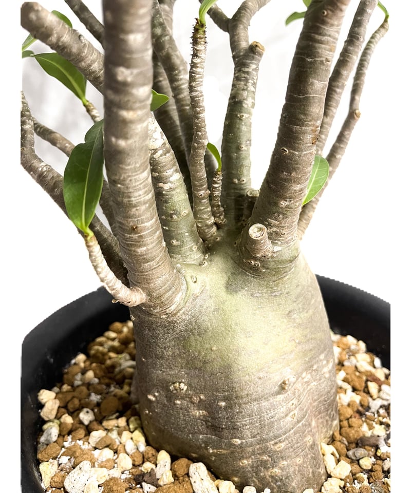 アデニウム アラビカム バオバブスタイル「Adenium arabicum 'Baobab S
