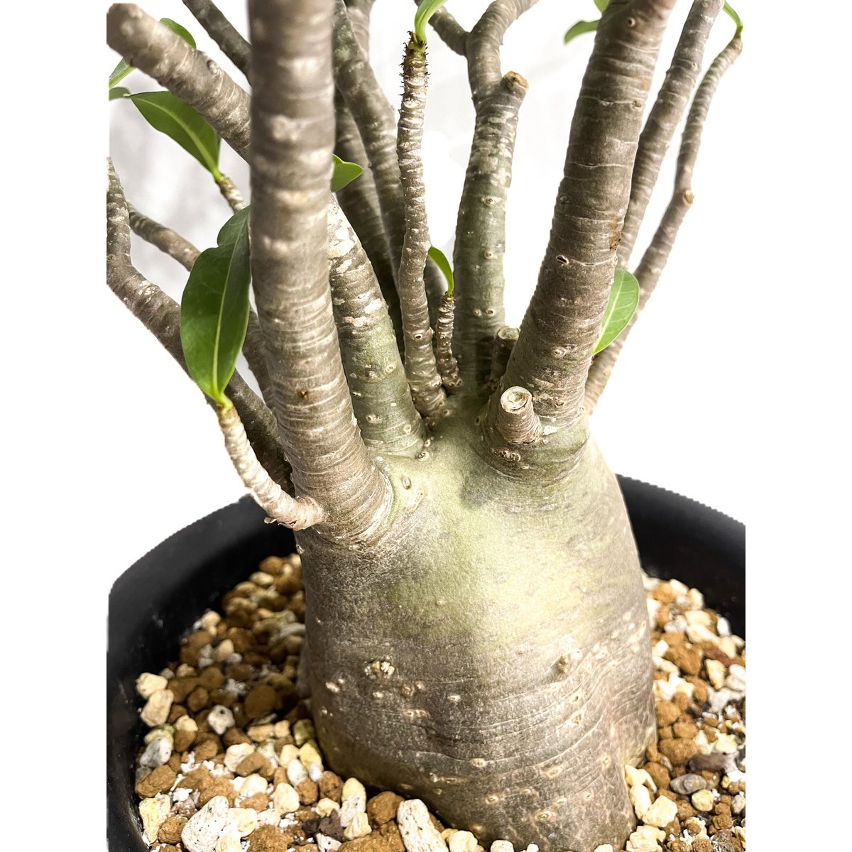 アデニウム アラビカム バオバブスタイル「Adenium arabicum