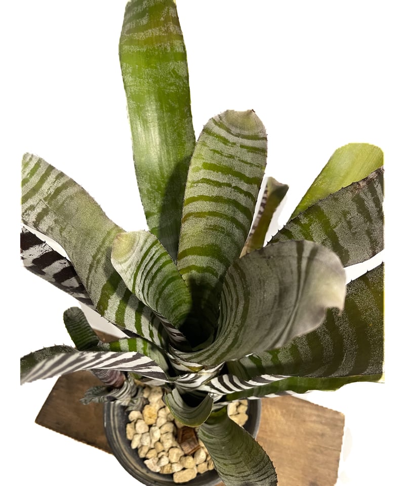 エクメア チャンティニー ブラック アイス 「Aechmea chantinii