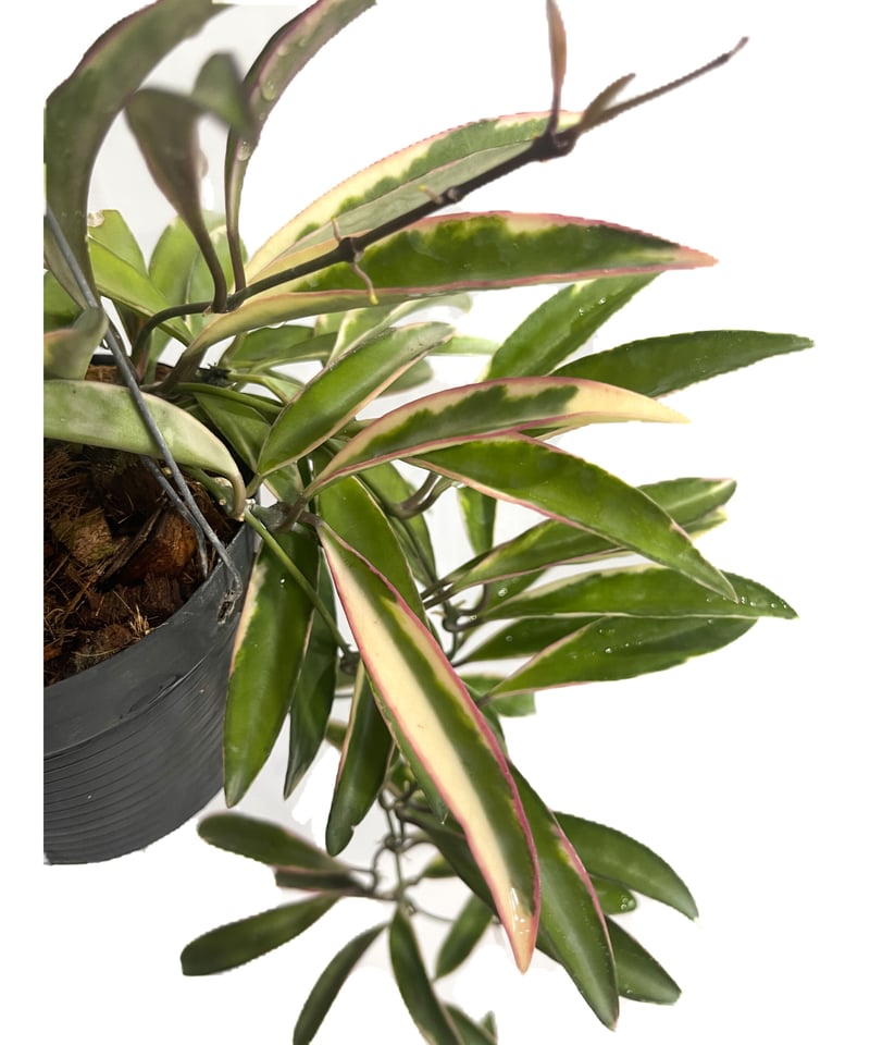 ホヤ ケンティアナ アルボマルジナータ 'ロリー リン'「Hoya