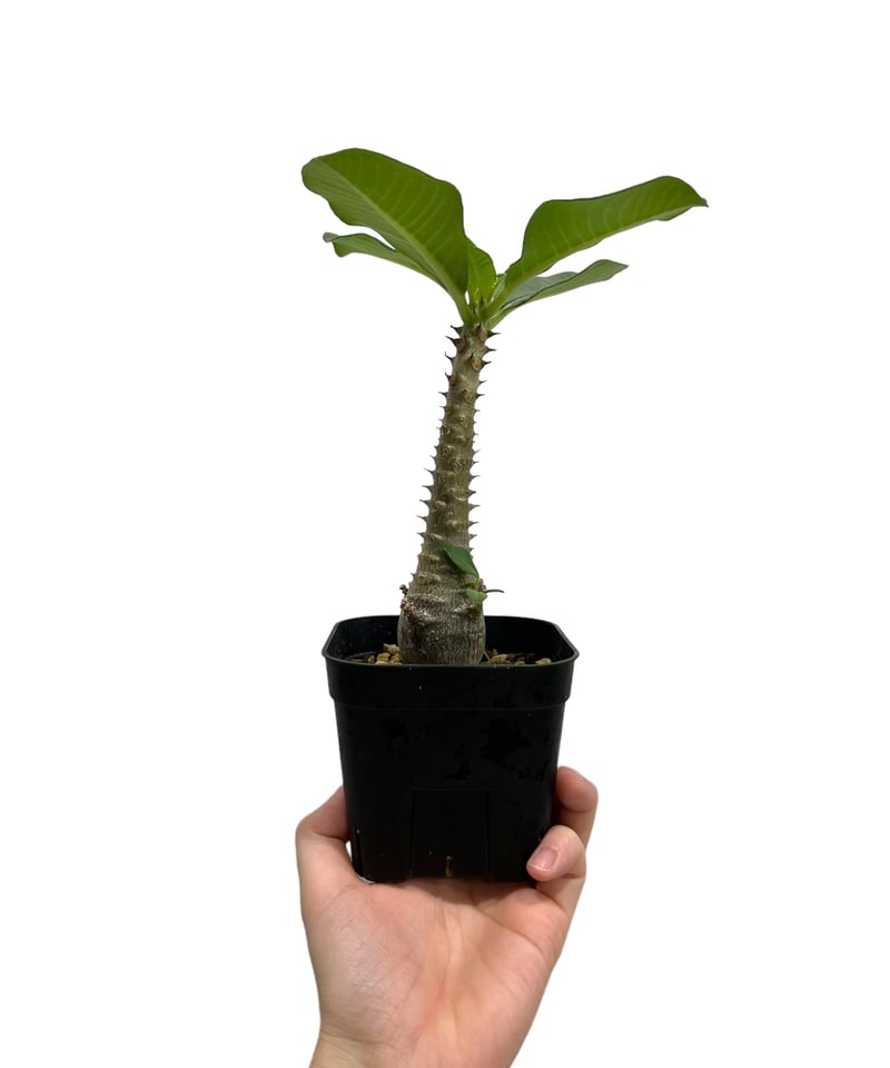 パキポディウム ウィンゾリー 実生苗 「Pachypodium baronii var