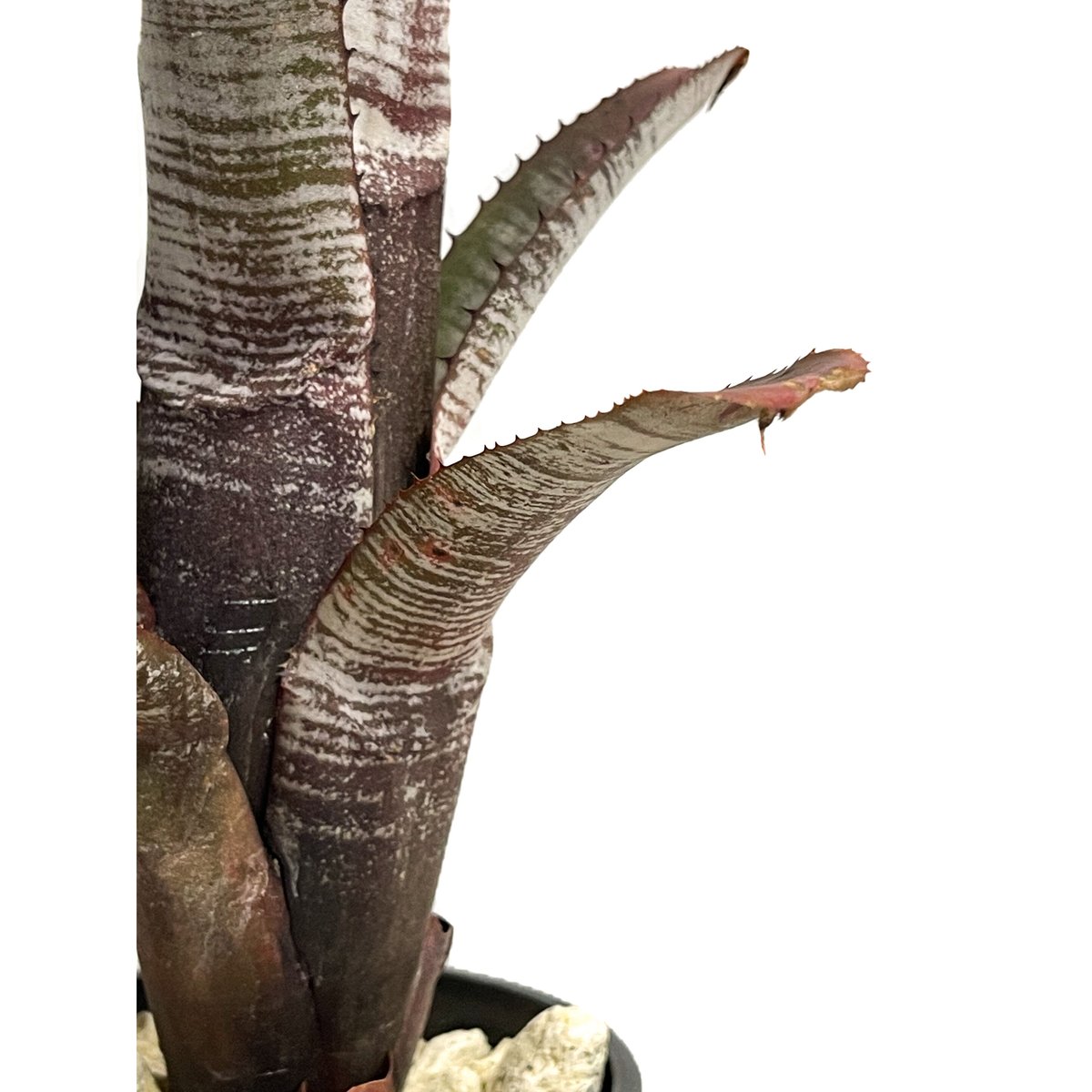 エクメア ヌディカウリス シルバー ストリーク「Aechmea nudicaulis