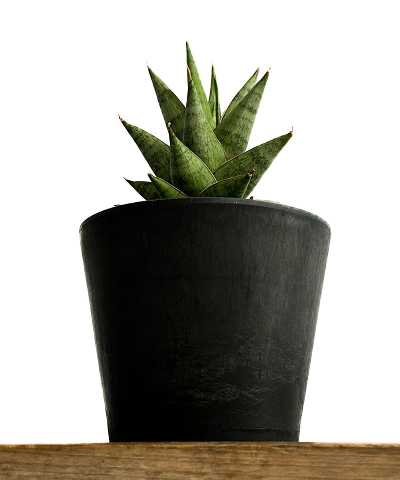 サンセベリア ロックマン 「Sansevieria Rock Man 」4/13-324 |