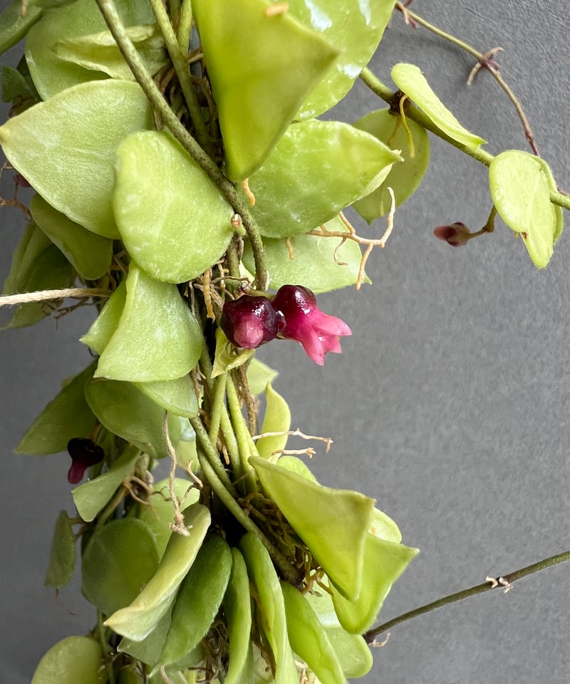 706 ＊ Dischidia ＊ ディスキディア ＊ヒルスタ ＊お花いっぱい ディスキディア ヒルスタ 「Dischidia hirsuta」 1N-m | SHOUCHI