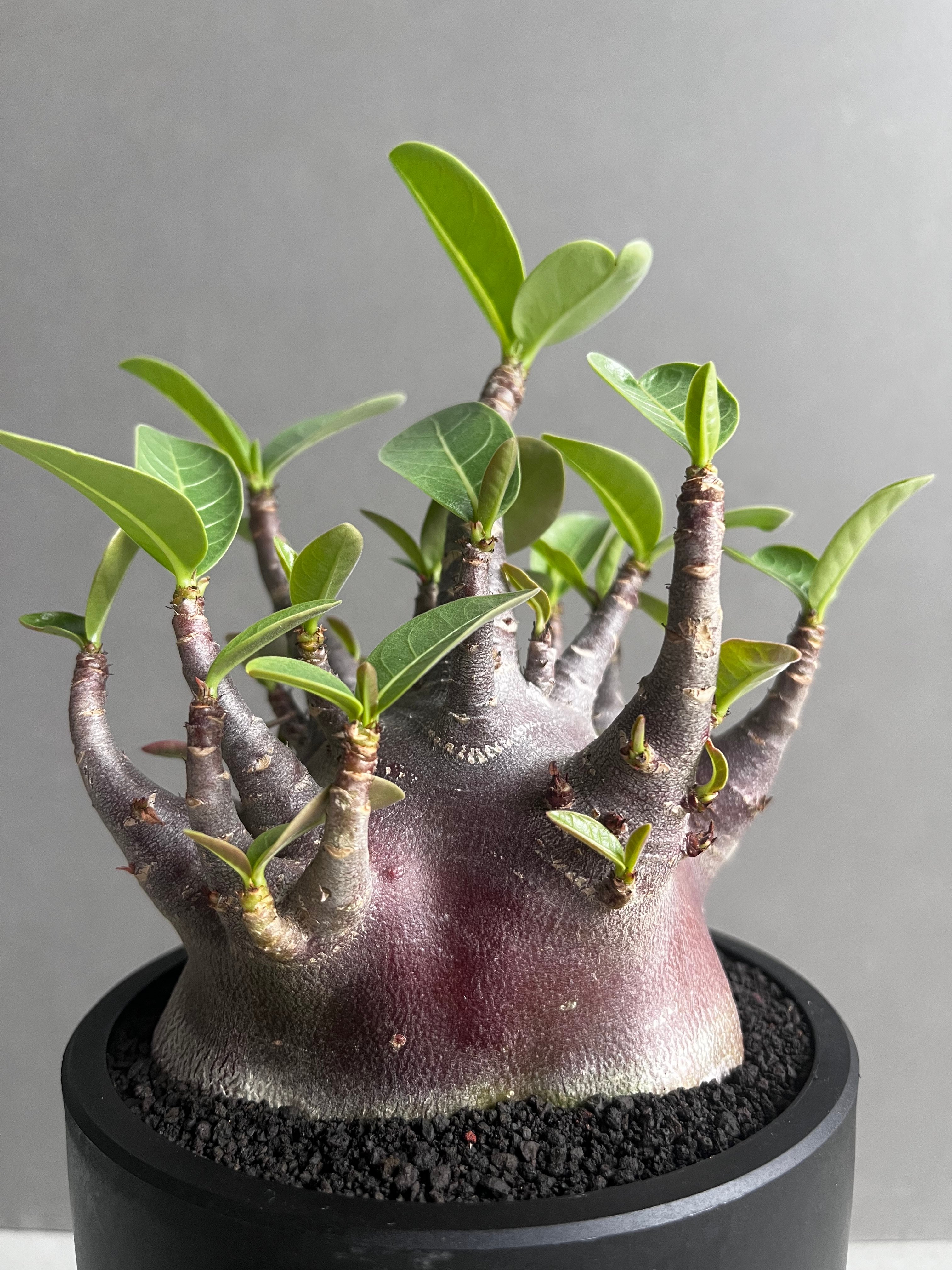 アデニウム アラビカム スーパー ドワーフ “ブラック” 「Adenium