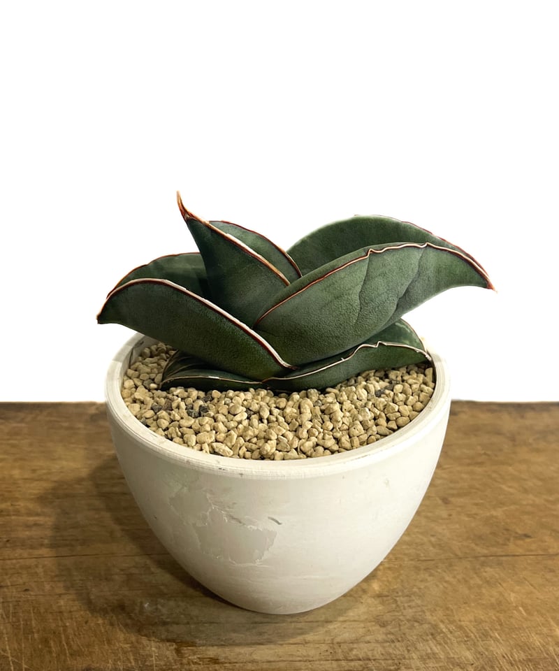 サンセベリア エーレンベルギー バナナ 「Sansevieria ehrenbergii Ba