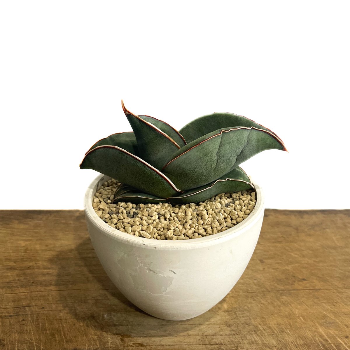 サンセベリア エーレンベルギー バナナ 「Sansevieria ehrenbergii Ba