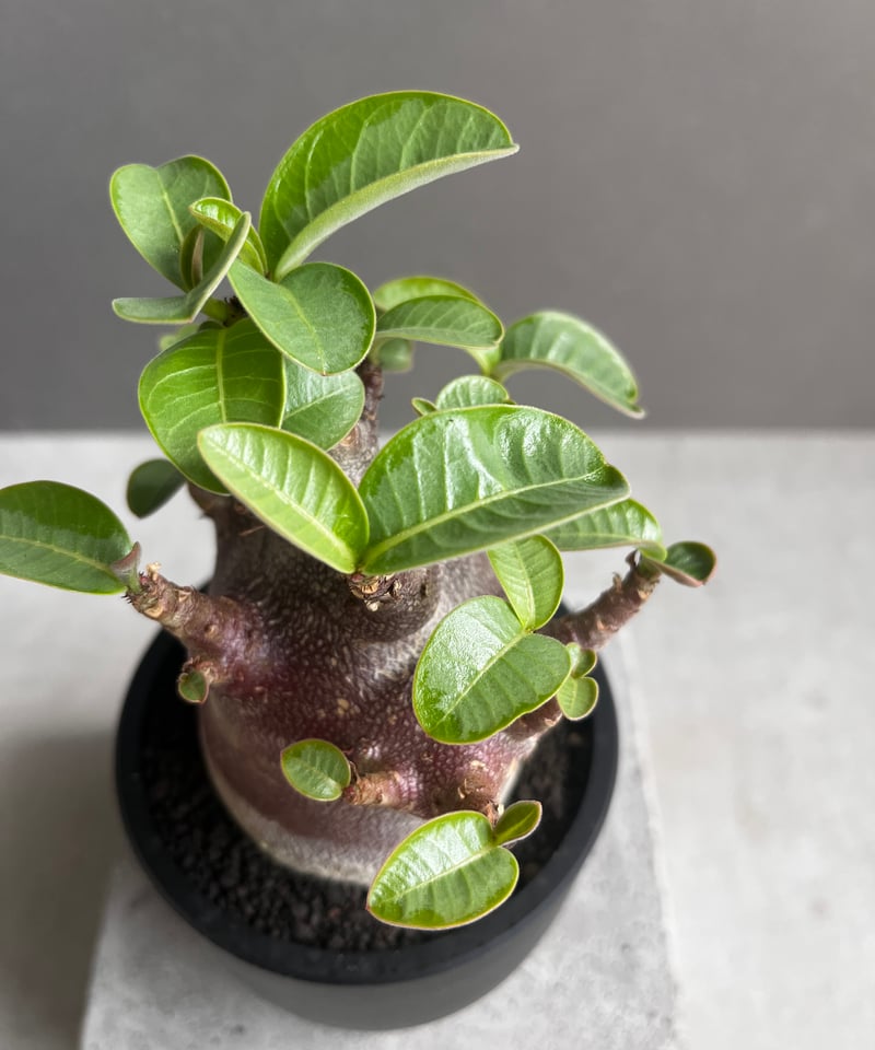 アデニウム アラビカム スーパー ドワーフ “ブラック” 「Adenium