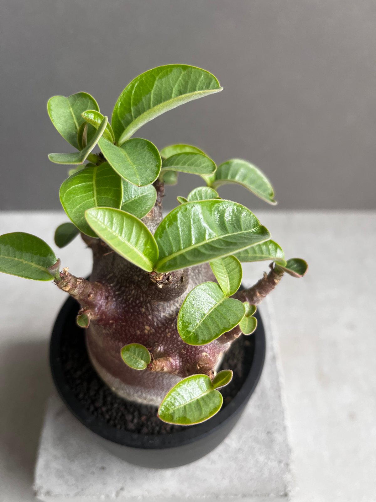 アデニウム アラビカム スーパー ドワーフ “ブラック” 「Adenium