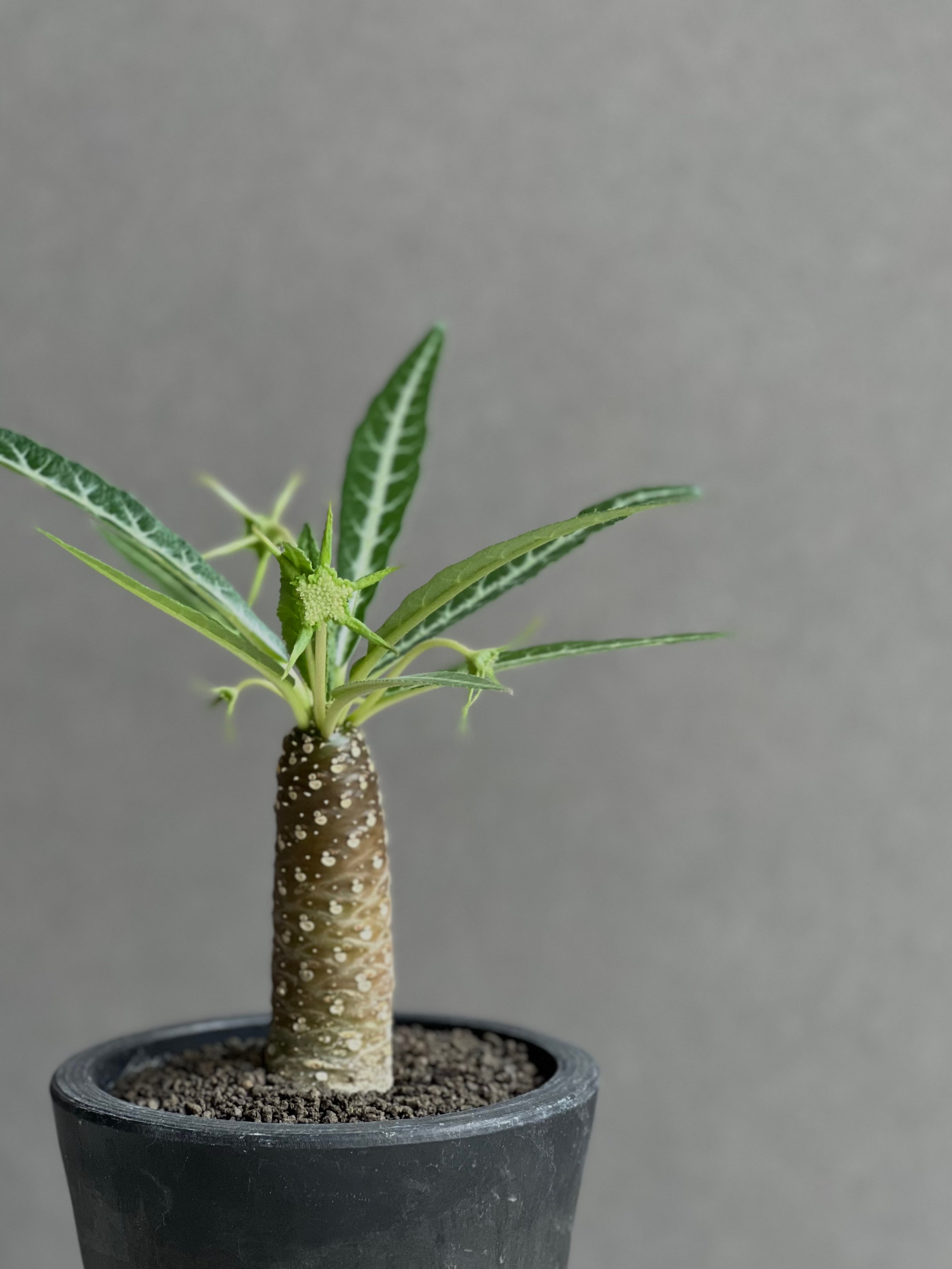 ドルステニア ランキフォリア (実生苗) 「Dorstenia crispa var.lanc
