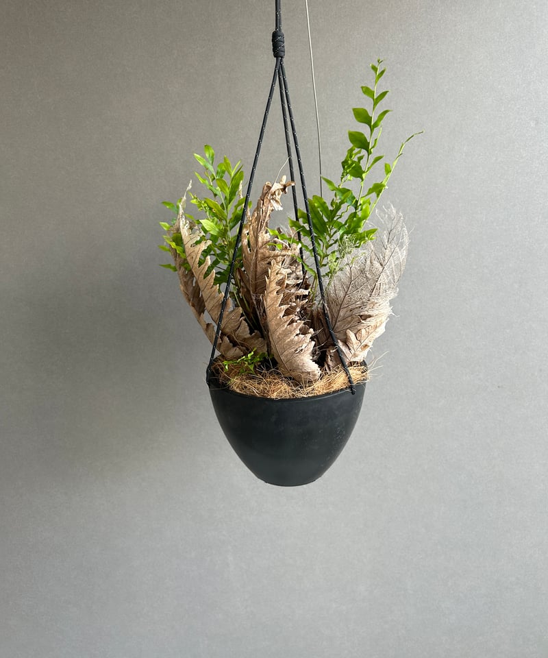 ドリナリア クエルシフォリア + ハンギングポット 「Drynaria