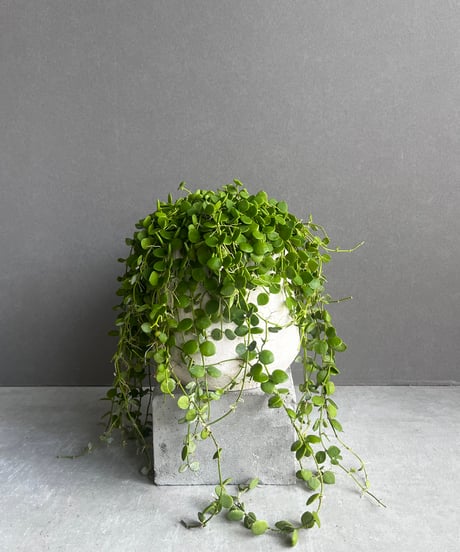 CATEGORY Plants | SHOUCHIKUEN