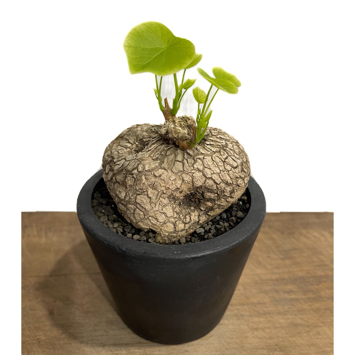 a*i様 ステファニア・スベローサ 大株　現品出荷 ⭐︎大株⭐︎ステファニア・スベローサ【Stephania Suberosa