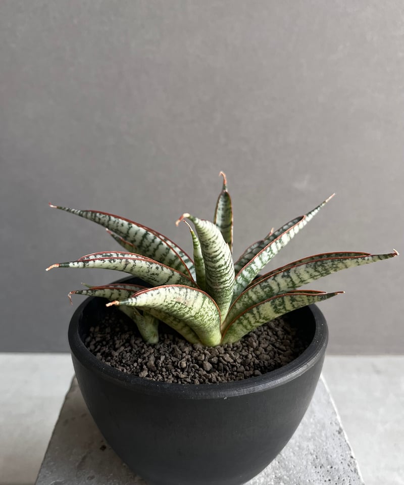 サンセベリア サンシャイン エンジェル 「Sansevieria Sunshine Angel