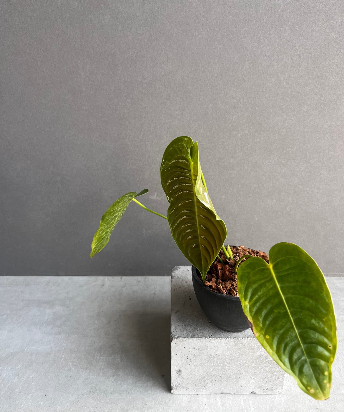 アンスリウム ベイチーAnthurium veitchii