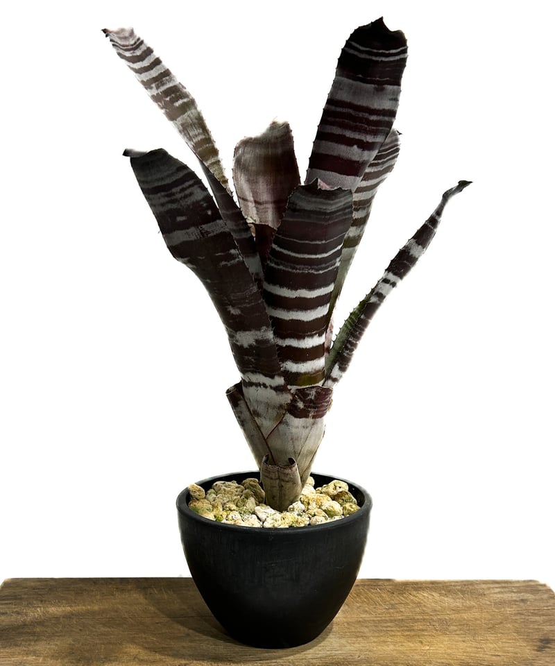 入手不可！バンダイ&ディズニー　ファンタジウム　アラジン　激マニヤック シンフォニーラクーン 花柄ドットエンジ 【1000円OFFクーポン対象