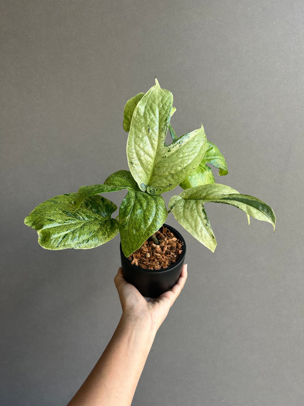 アミドリウム ジッペリアナム 斑入「Amydrium zippelianum variegat