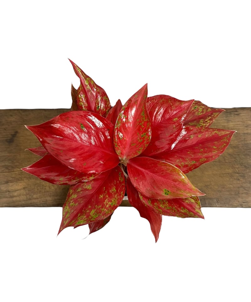 アグラオネマ クワック サブ 「Aglaonema Kwak Sub」24Q | SHOUCH アグラオネマ クワック サブ 「Aglaonema Kwak Sub」24Q | SHOUCH