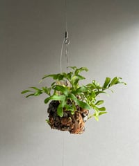 ホヤ クランデスティナ イエロー「Hoya clandestina Yellow」7