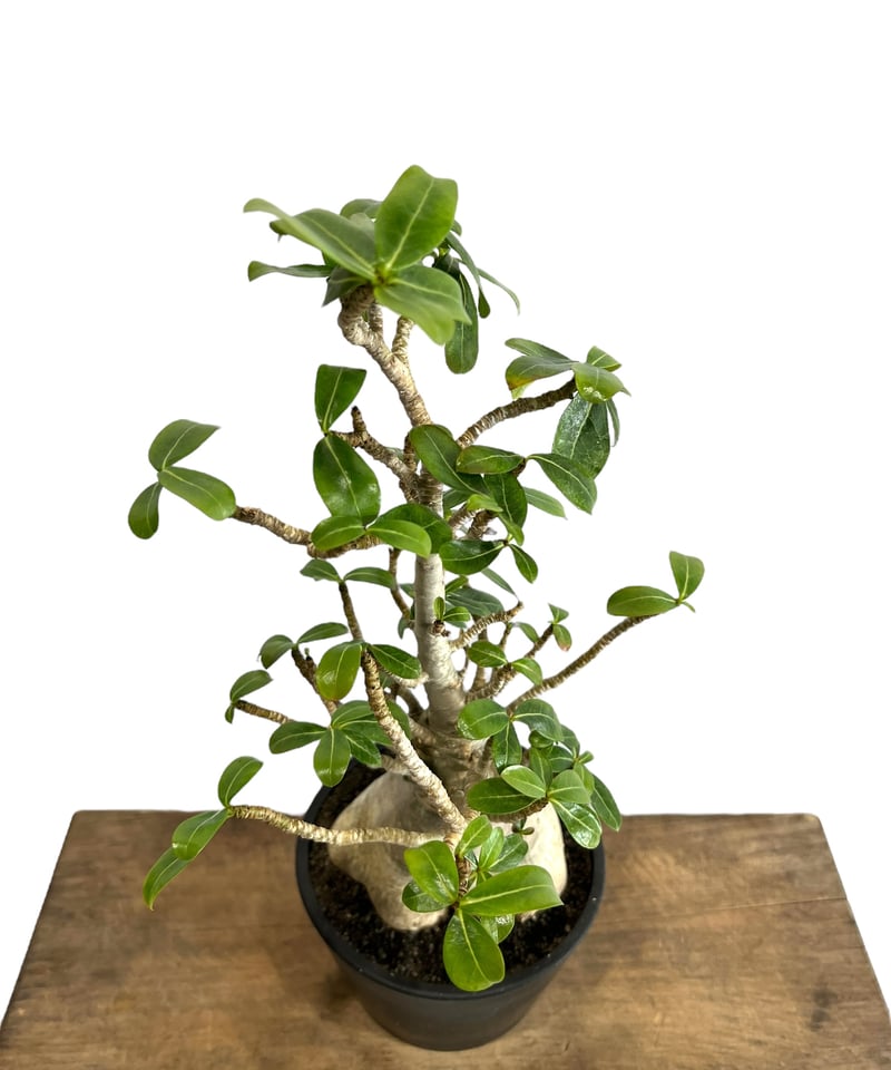 アデニウム アラビカム “選抜個体” 「Adenium arabicum “Select”」9