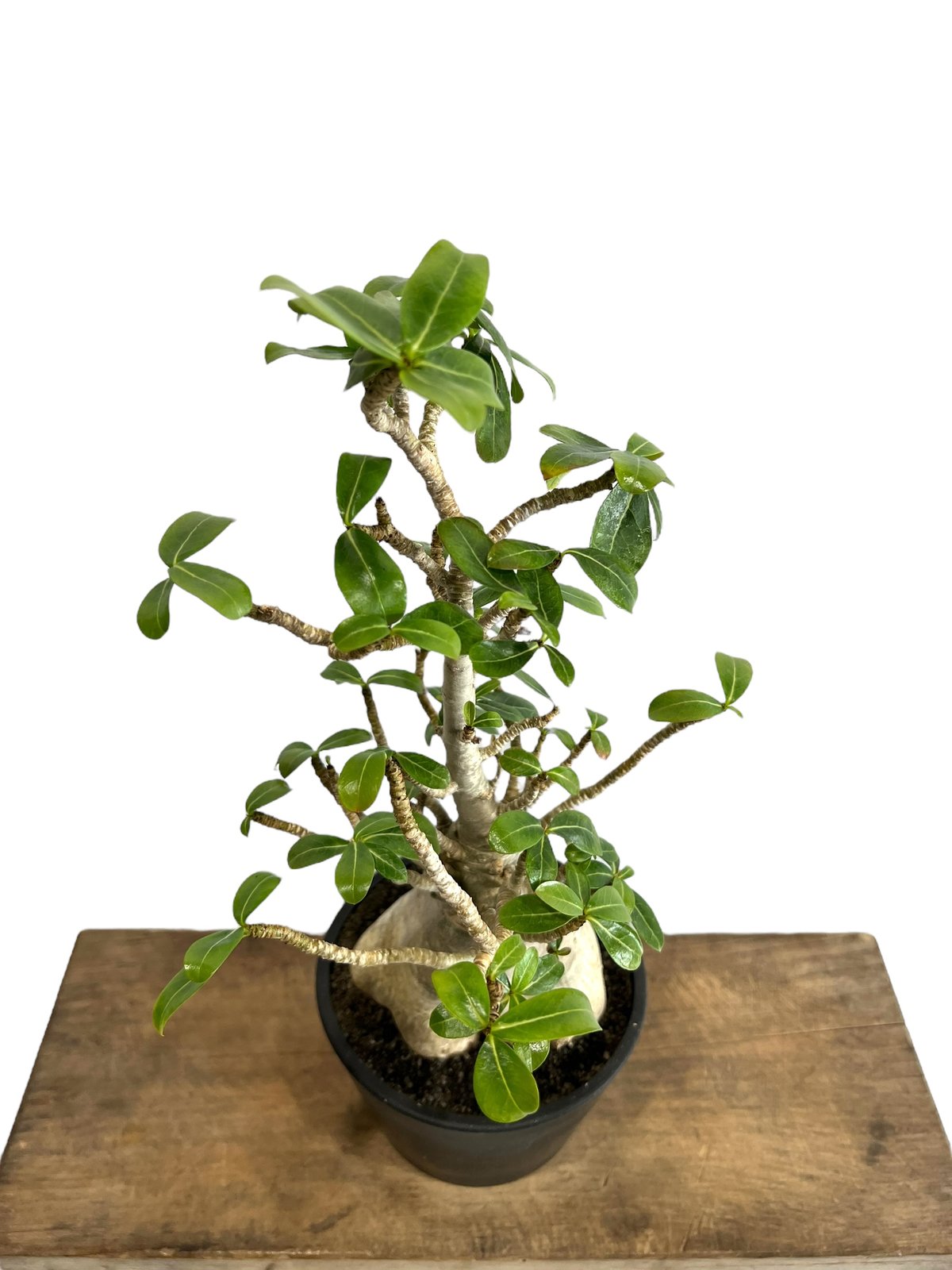 アデニウム アラビカム “選抜個体” 「Adenium arabicum “Select”」9