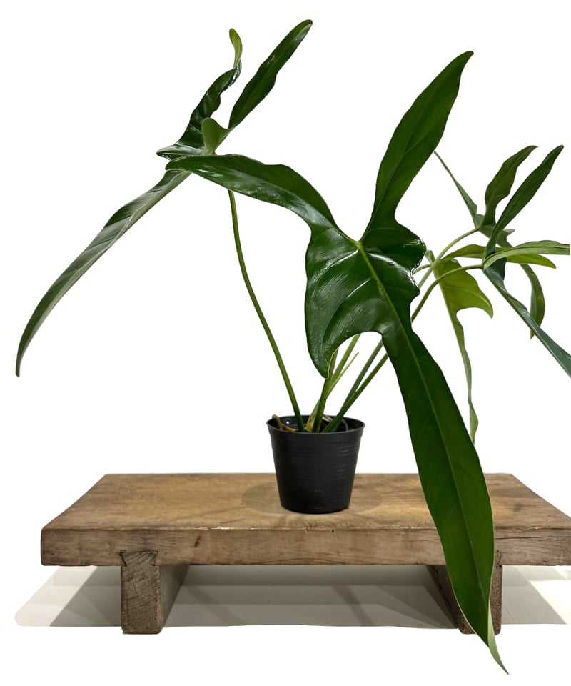 「ABC」超貴重フィロデンドロン ロンギロバトム レラ ノミヤノミント フィロデンドロン ロンギロバトム 'レラノ ミヤノ