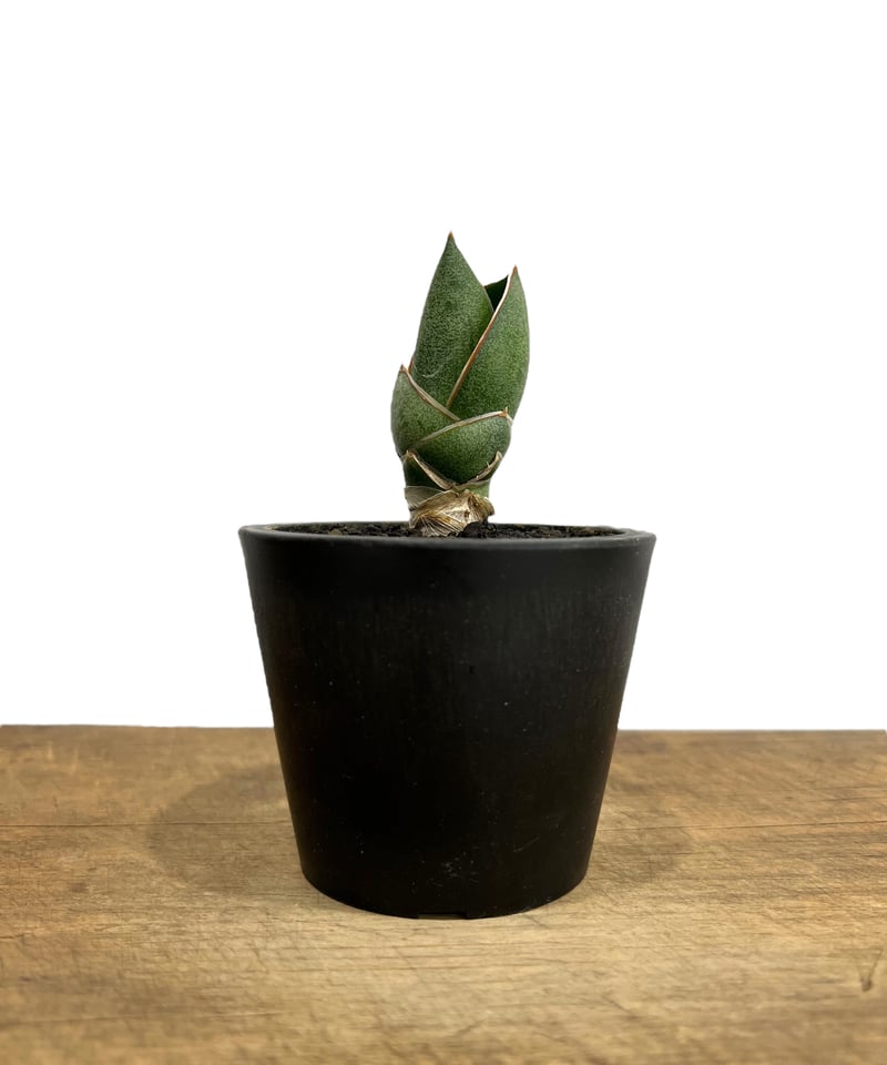 サンセベリア アンダマン (from アンヤマニー ガーデン)「Sansevieria