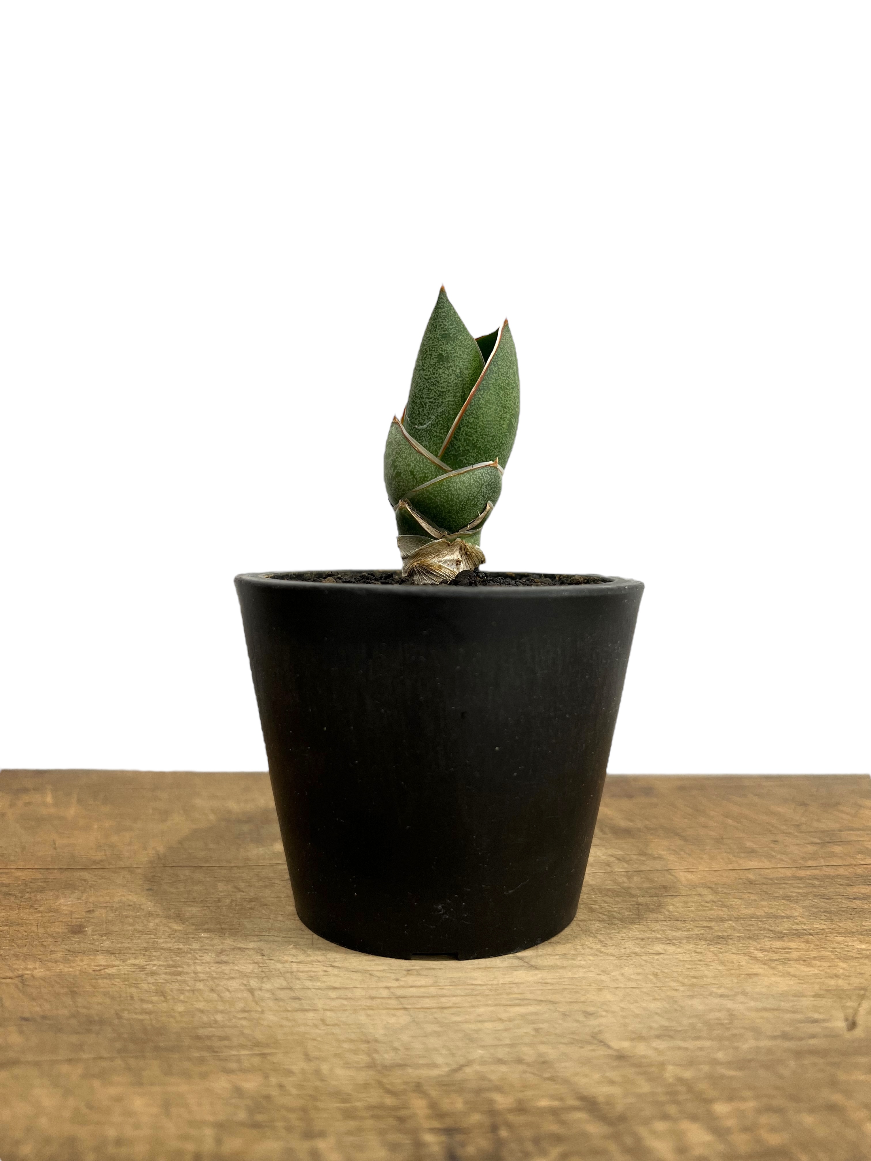 サンセベリア アンダマン (from アンヤマニー ガーデン)「Sansevieria