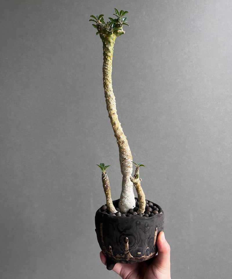 ドルステニア フォエチダ x ラブラニー +plantsmonsters pot