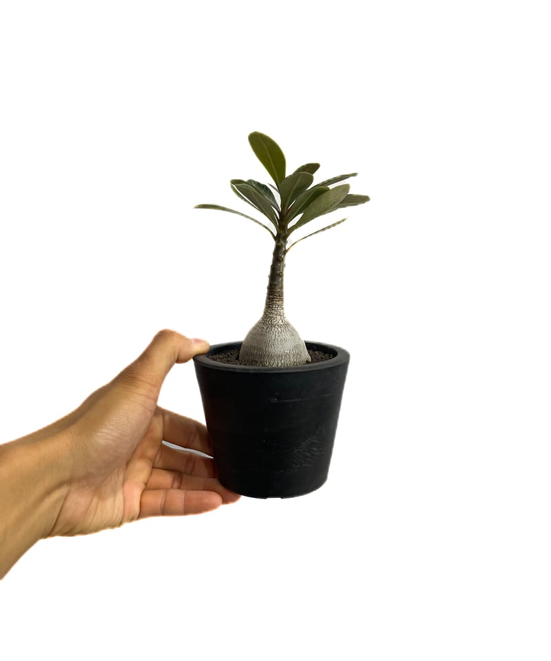 アデニウム　ソコトラナム (EU輸入株) アデニウム タイソコトラナム ”ブラック”+pmp 「Adenium Thai