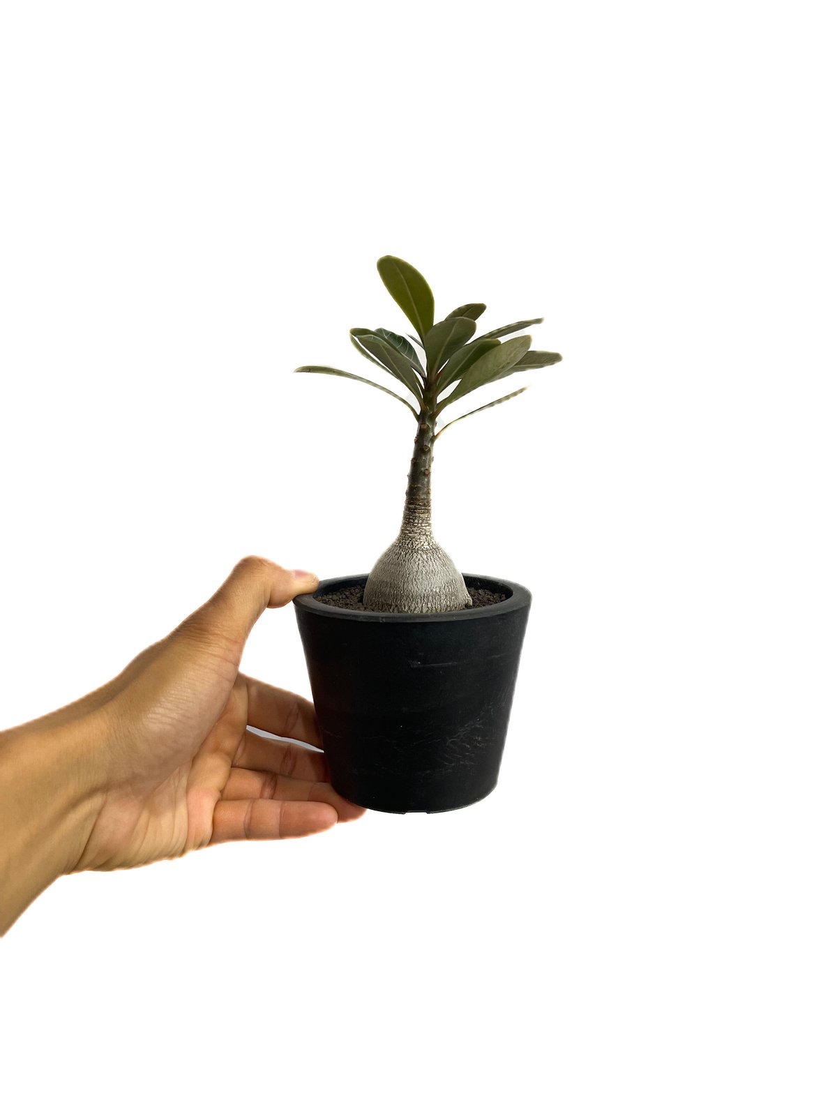 アデニウム ソコトラナム 「Adenium socotranum 」42E-1 | SHOU