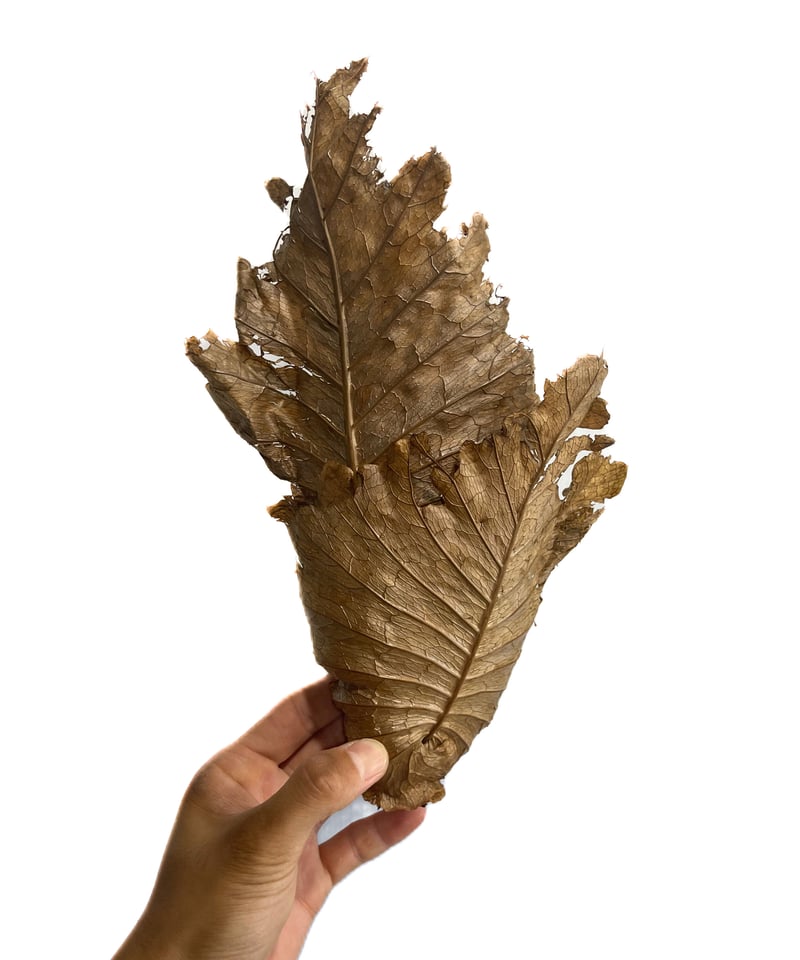 ドリナリア クエルシフォリア 「Drynaria quercifolia」8/22-79B |