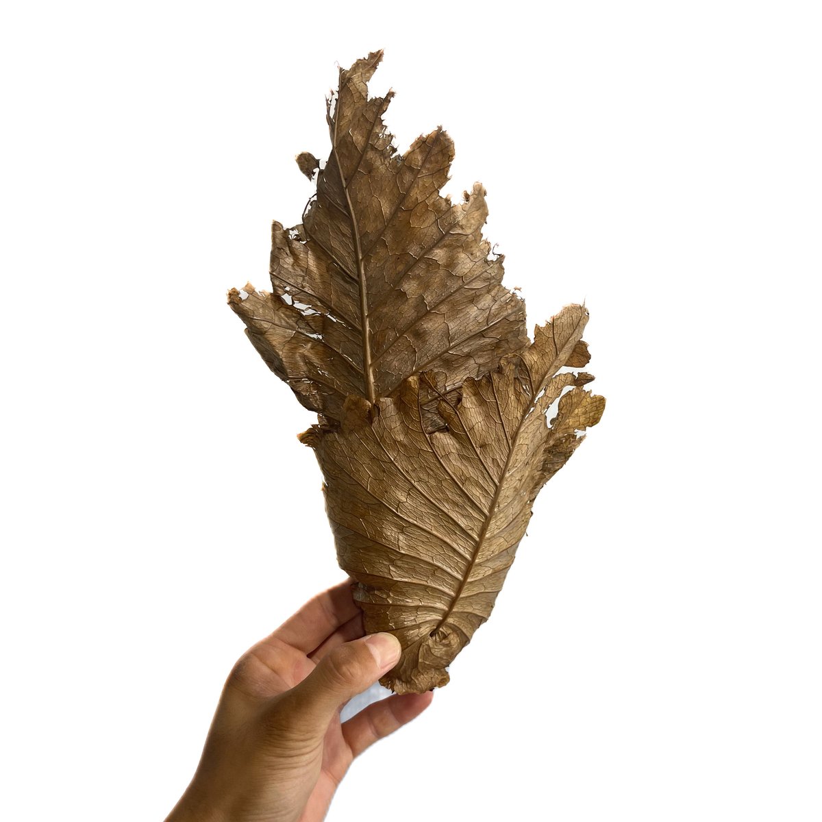 ドリナリア クエルシフォリア 【Drynaria quercifolia 】③ AMAZON】Drynaria Quercifolia(ドリナリア・クエルシフォリア)L