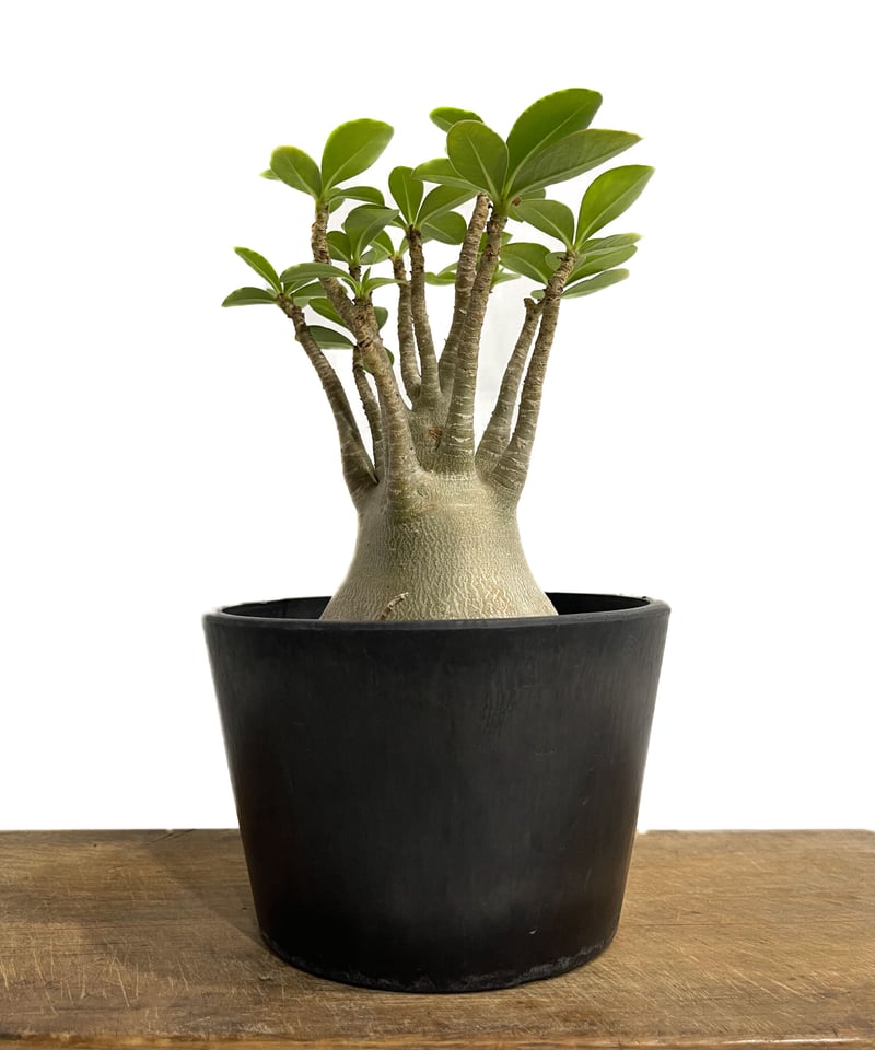 アデニウム アラビカム 「Adenium arabicum 」7/6-951 | SHOUCH