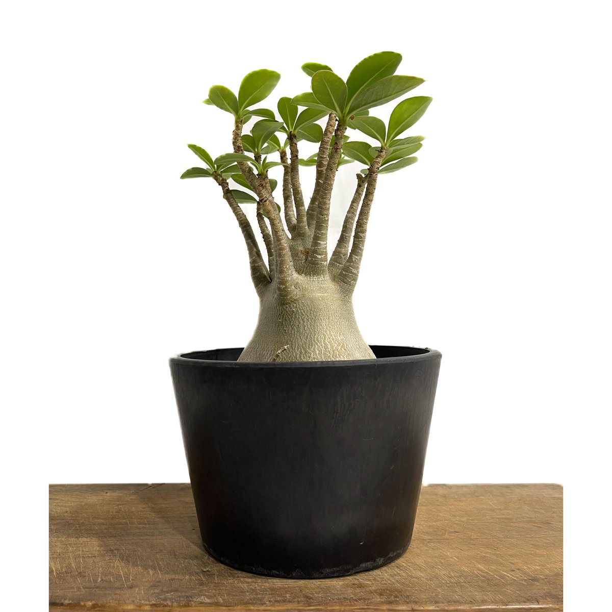 アデニウム アラビカム 「Adenium arabicum 」7/6-951 | SHOUCH