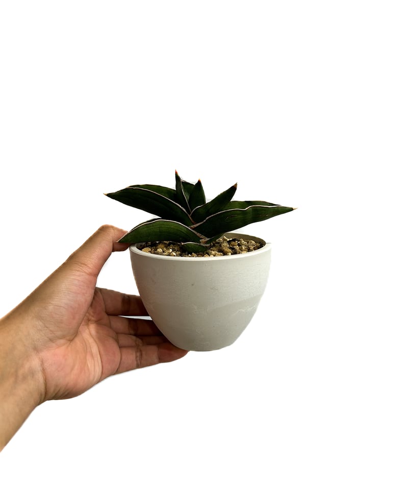 サンセベリア サムライ ドワーフ「Sansevieria samurai dwarf」7/27