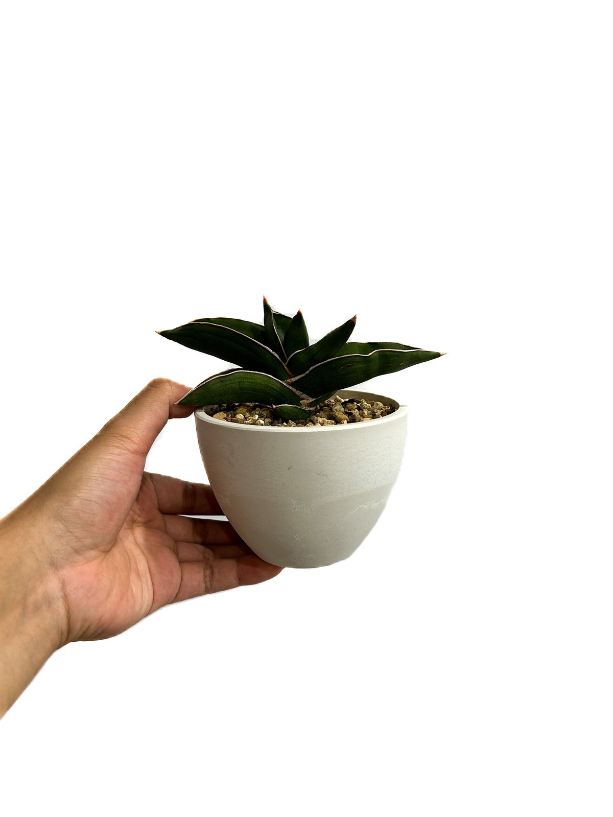 サンセベリア サムライ ドワーフ「Sansevieria samurai dwarf」7/27