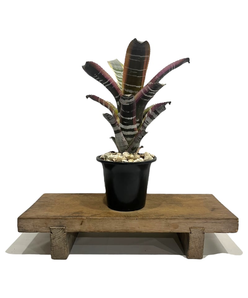 ブロメリア・エアープランツ Aechmea Otto ▪️Plants Buyer's Talk ▪️ Aechmea Otto エクメア オットー