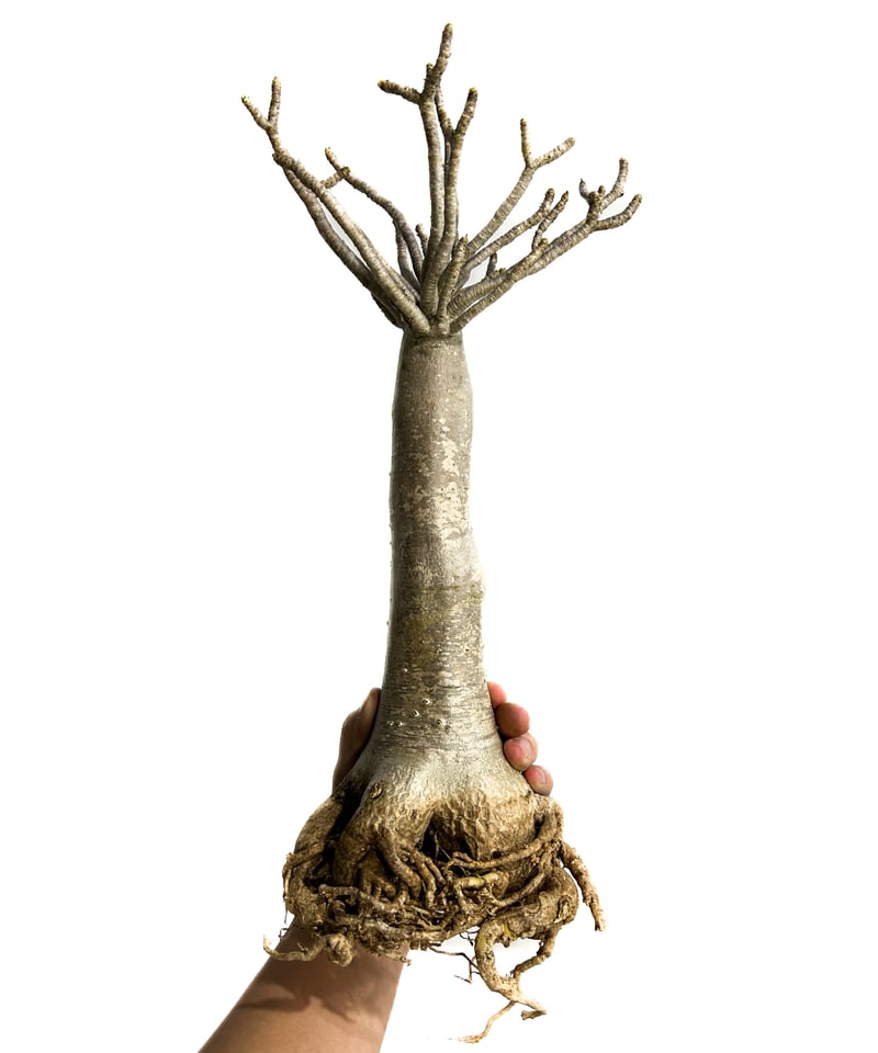 アデニウム アラビカム バオバブスタイル「Adenium arabicum Baobab St