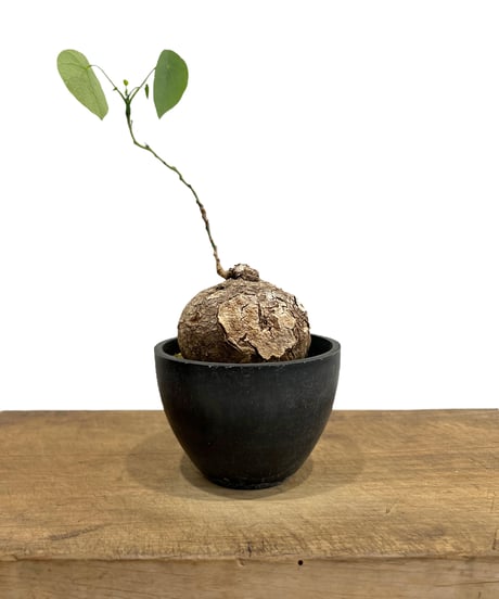 人気海外ブランドアイテム｜ファッション通販 CATEGORY コーデックス(塊根植物) | SHOUCHIKUEN 塊根植物・コーデックス