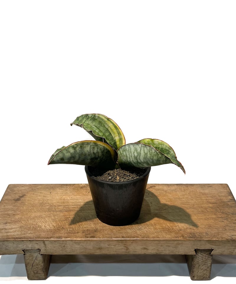 セール中　斑入り　サンセベリア　Macossa サンスベリア セール中 斑入り サンセベリア Macossa サンスベリア