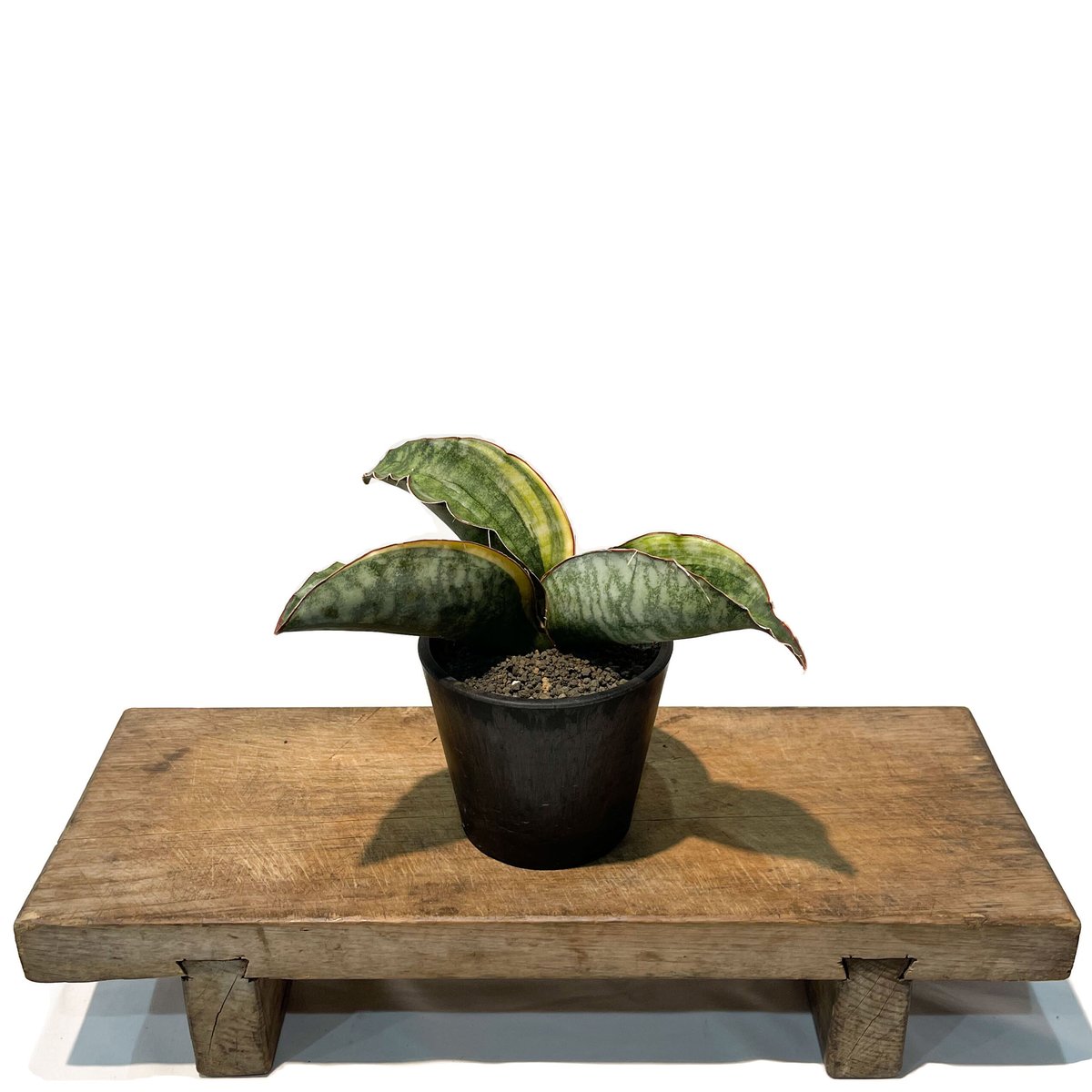 サンセベリア ES.849 斑入「Sansevieria ES. 849 var.」 8/8 サンセベリア ES.849 斑入「Sansevieria ES. 849 var.」 8/8