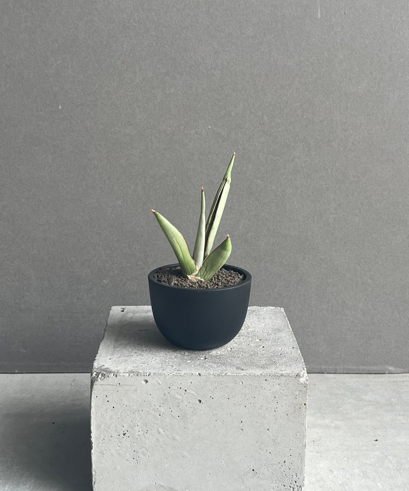 サンセベリア チャオプラヤ 「Sansevieria Chao Phraya」43N | SH