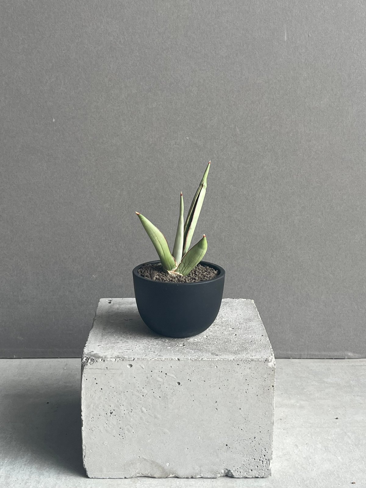 サンセベリア チャオプラヤ 「Sansevieria Chao Phraya」43N | SH